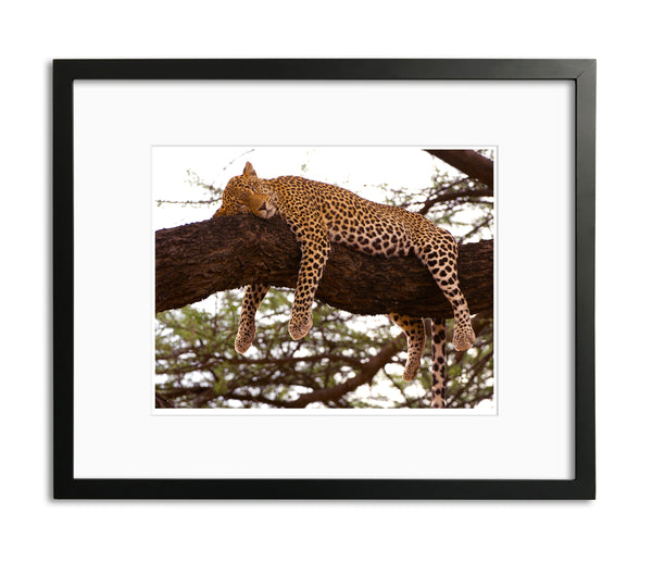 Sleeping Leopard, Kenya, by Robert Ross