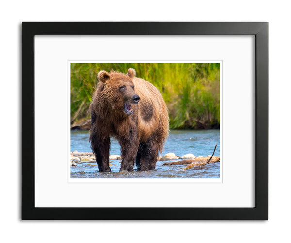 Sounding Off, Katmai National Park, Alaska, by Robert Ross