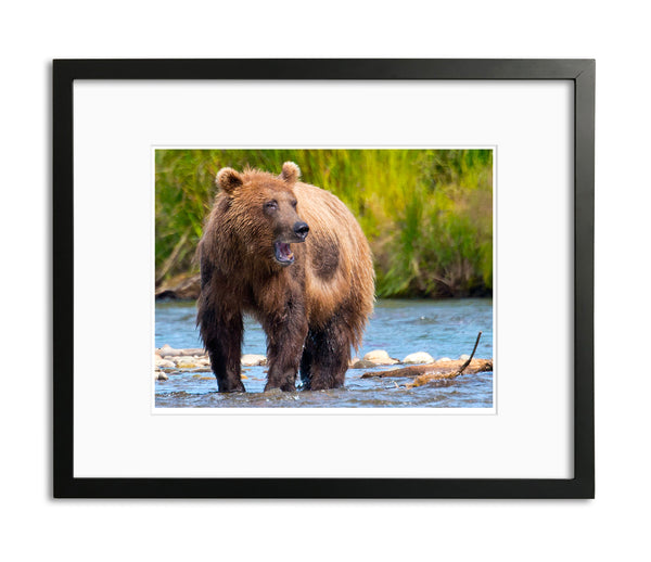 Sounding Off, Katmai National Park, Alaska, by Robert Ross