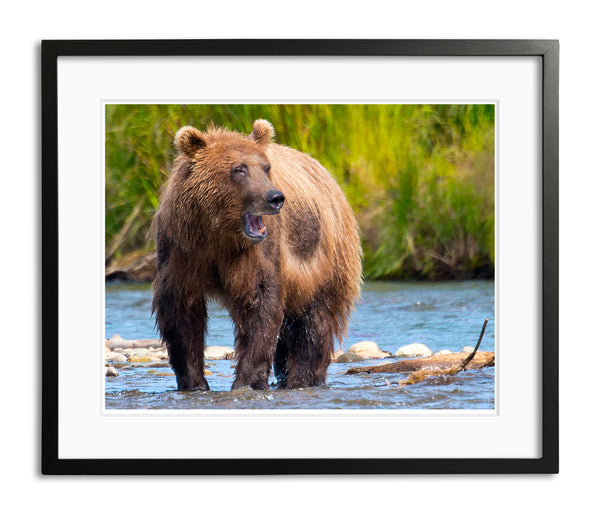 Sounding Off, Katmai National Park, Alaska, by Robert Ross