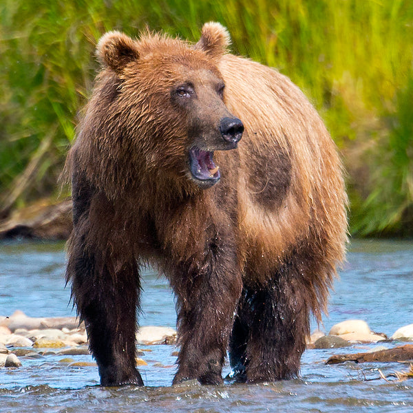 Sounding Off, Katmai National Park, Alaska, by Robert Ross