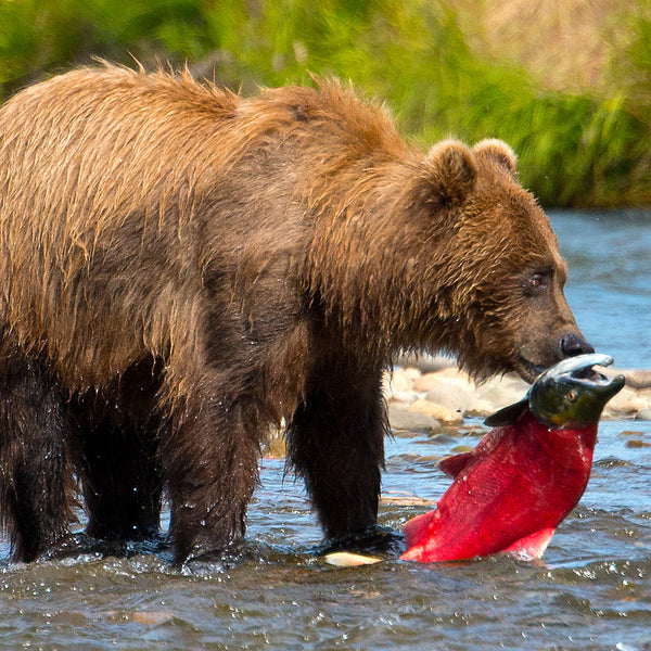 Supper, Katmai National Park, Alaska, by Robert Ross