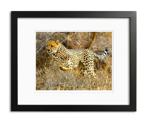 Cheetah, Kenya, by Robert Ross