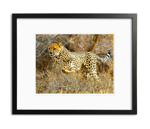 Cheetah, Kenya, by Robert Ross