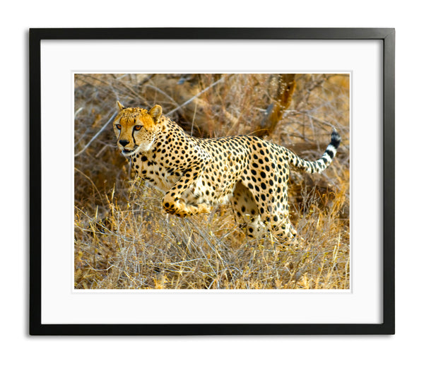 Cheetah, Kenya, by Robert Ross