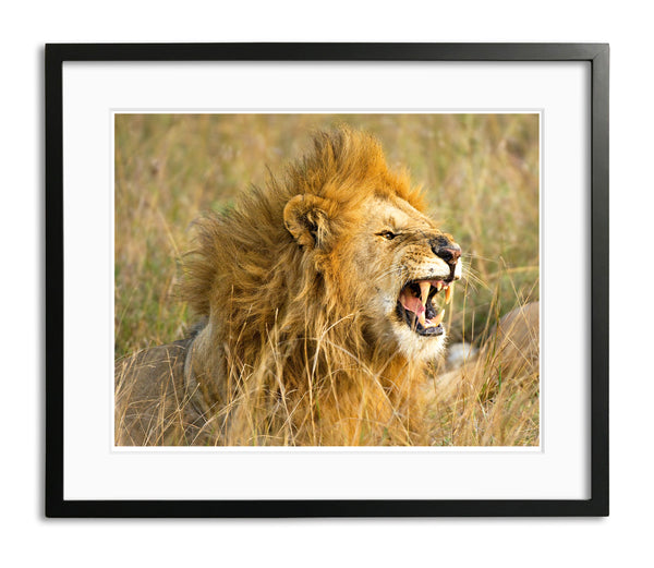 The Roar, Male Lion, Kenya, by Robert Ross