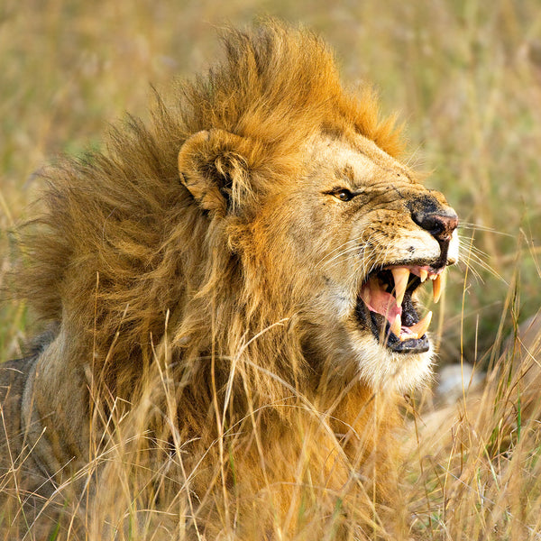 The Roar, Male Lion, Kenya, by Robert Ross