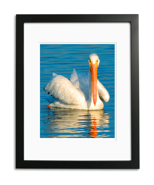 Lovely White Pelican, Hunting Beach, CA, by Robert Ross