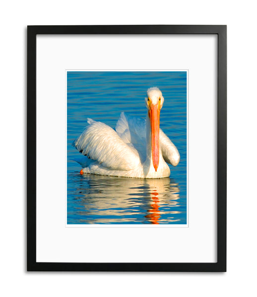 Lovely White Pelican, Hunting Beach, CA, by Robert Ross