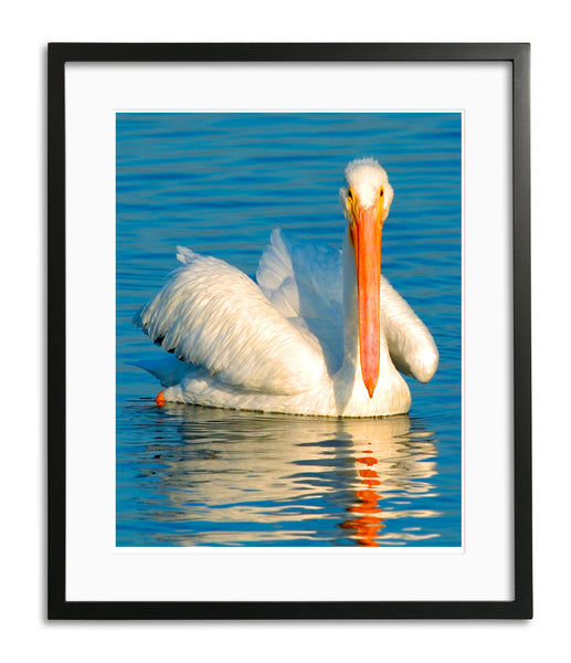 Lovely White Pelican, Hunting Beach, CA, by Robert Ross