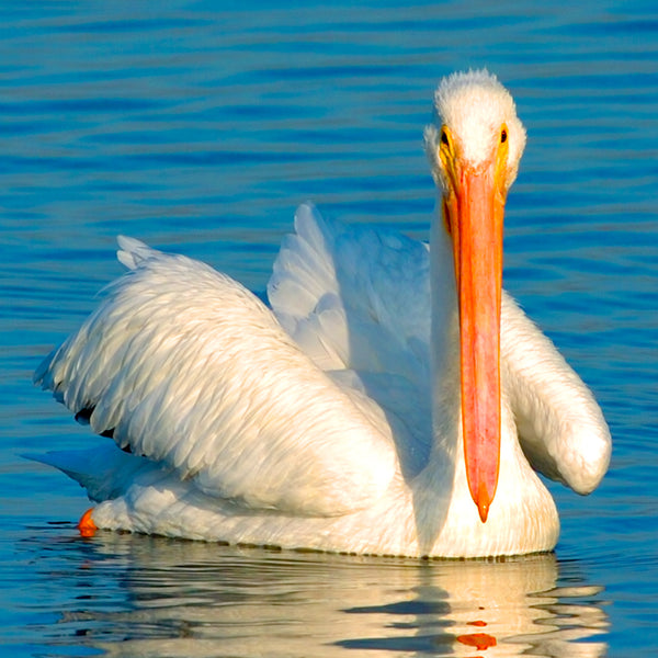Lovely White Pelican, Hunting Beach, CA, by Robert Ross