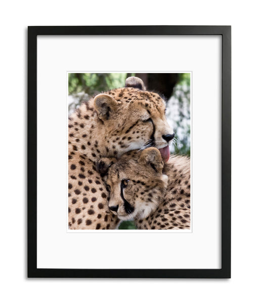Affection, Cheetah, Kenya, by Robert Ross