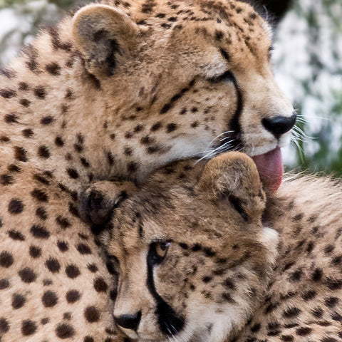 Affection, Cheetah, Kenya, by Robert Ross