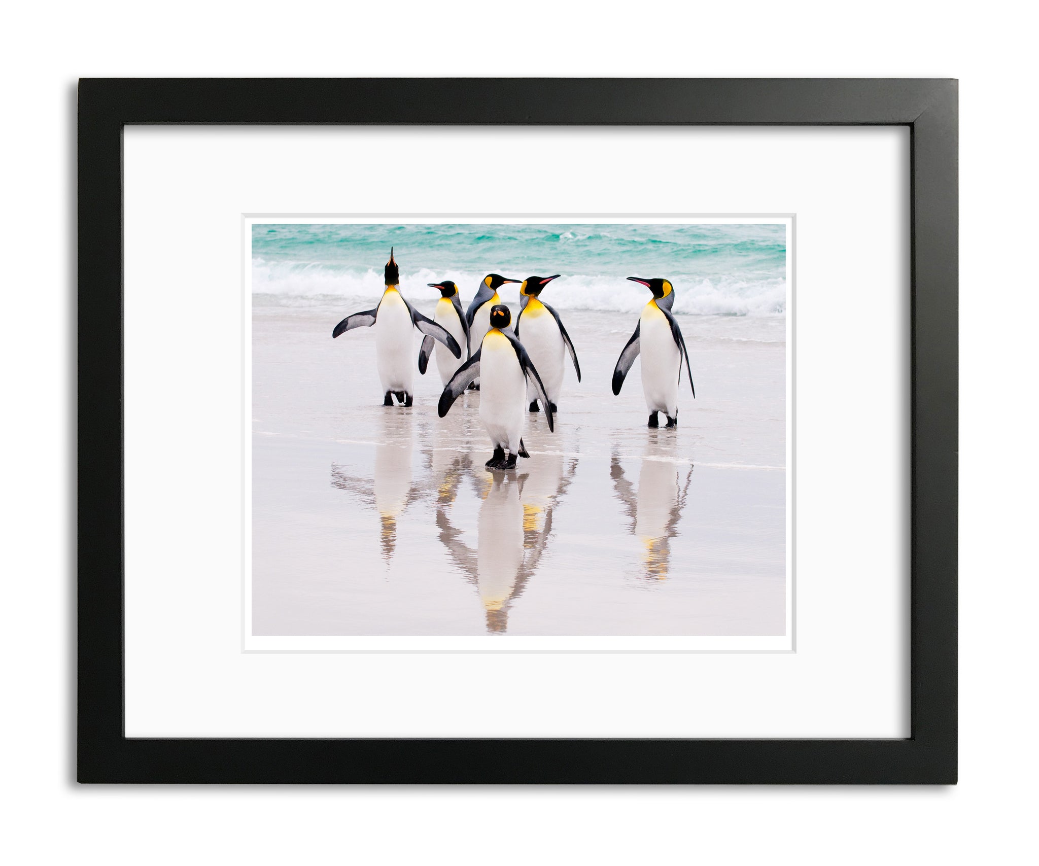 King Penguins, Falkland Islands, by Robert Ross