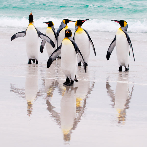 King Penguins, Falkland Islands, by Robert Ross