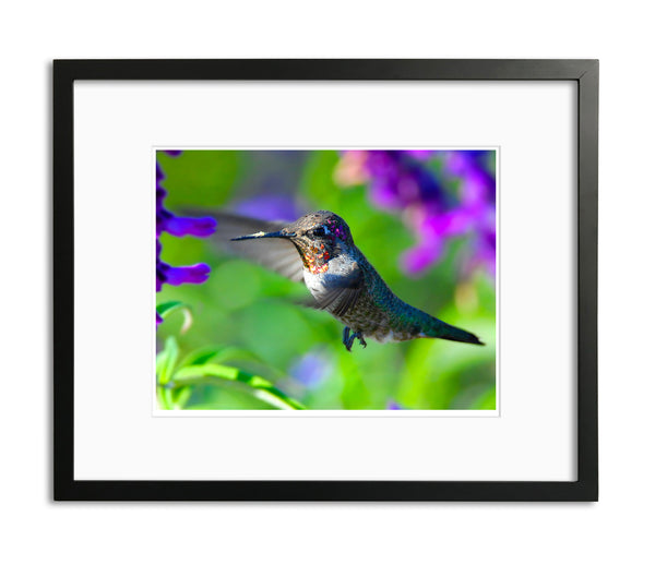 Anna's Hummingbird, San Juan Capistrano, CA, by Robert Ross