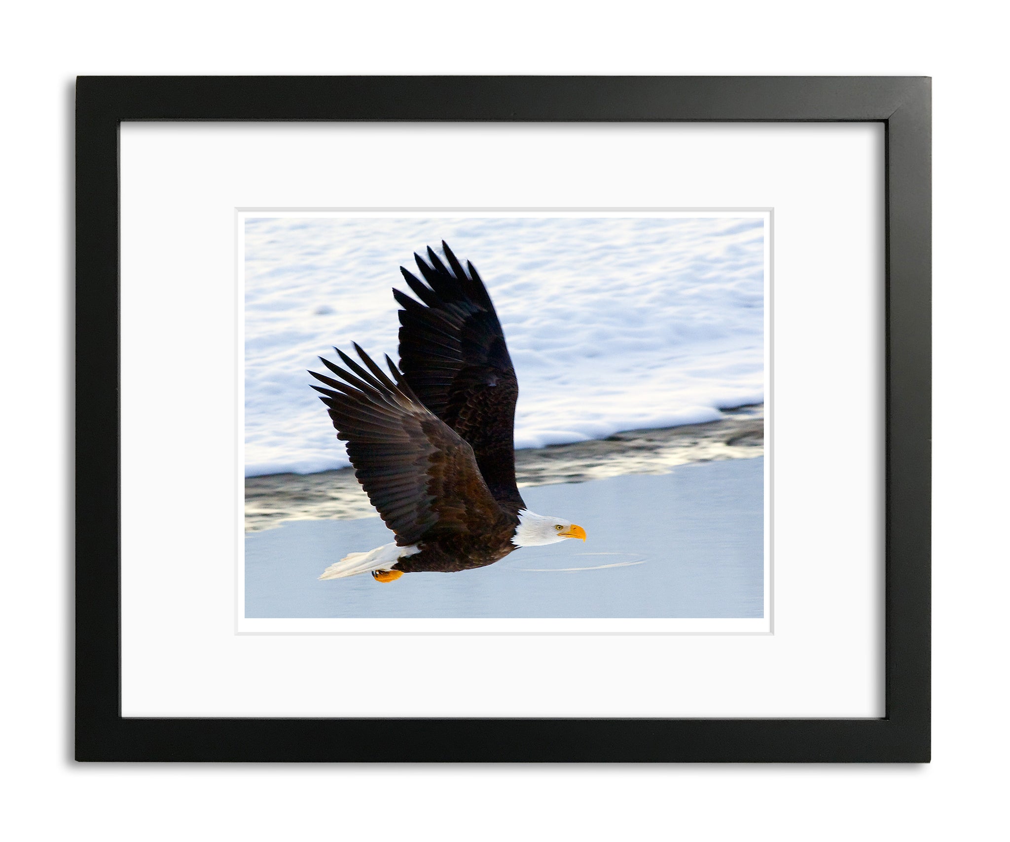 Magnificent Bald Eagle, Haines, Alaska, by Robert Ross