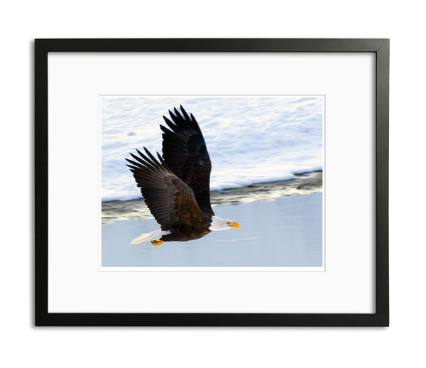 Magnificent Bald Eagle, Haines, Alaska, by Robert Ross