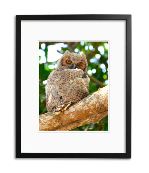 Batman Owl, Long Eared baby Owl, Brazil, by Robert Ross