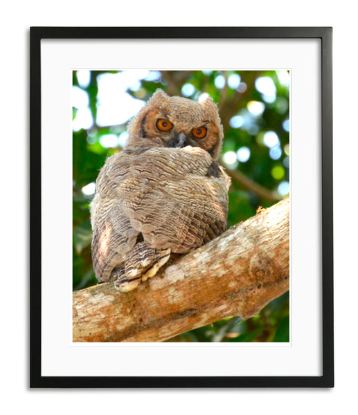 Batman Owl, Long Eared baby Owl, Brazil, by Robert Ross
