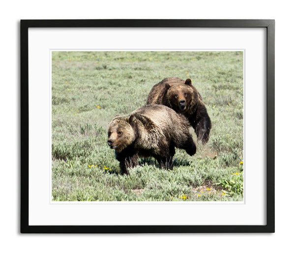 Bear Chase, Grand Tetons, WY, by Robert Ross