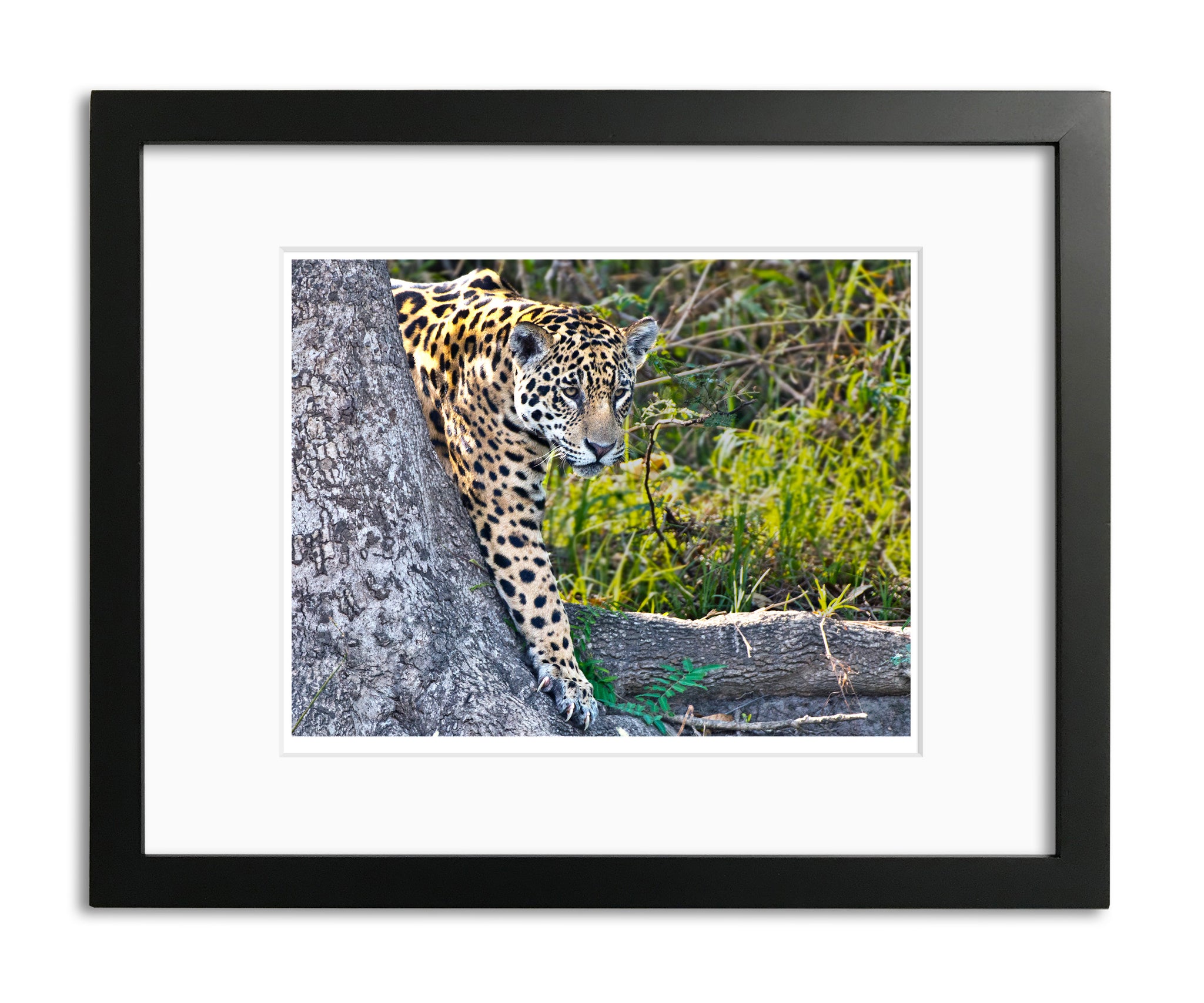 Best Foot Forward, Jaguar, Pantanal, Brazil, by Robert Ross
