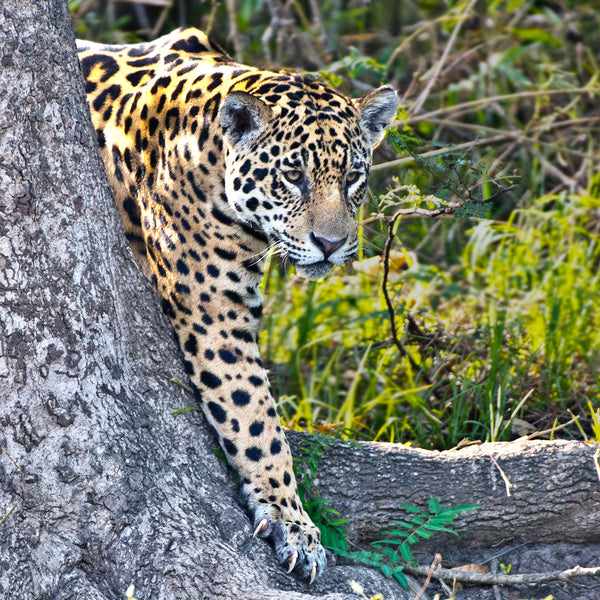 Best Foot Forward, Jaguar, Pantanal, Brazil, by Robert Ross