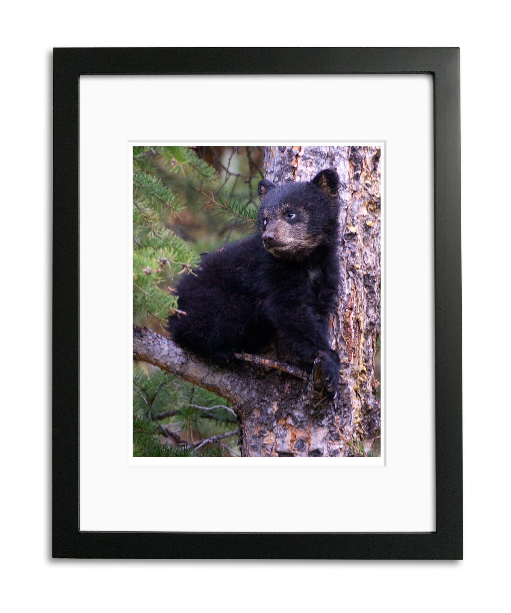 Black Bear Cub, Yellowstone, by Robert Ross