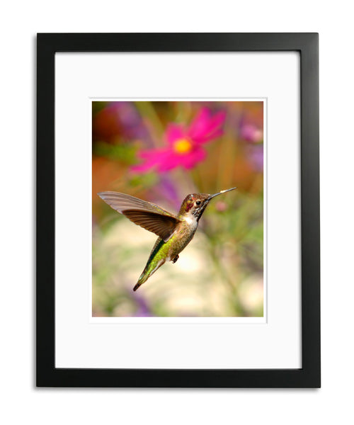 Caught in Flight, Anna's Hummingbird, San Juan Capistrano, CA, by Robert Ross