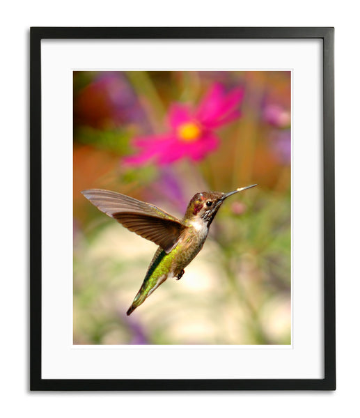 Caught in Flight, Anna's Hummingbird, San Juan Capistrano, CA, by Robert Ross
