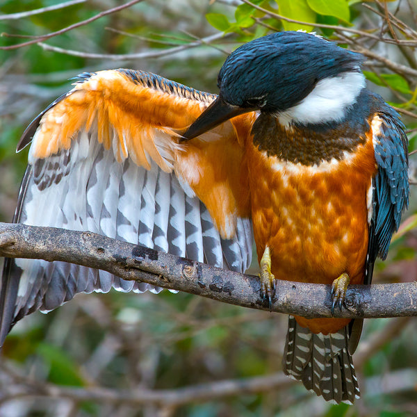 Cleaning, Ringed Kingfisher, Pantanal, Brazil, by Robert Ross