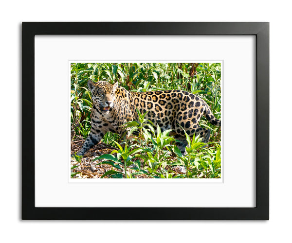 Fierce Cat, Jaguar, Pantanal, Brazil, by Robert Ross