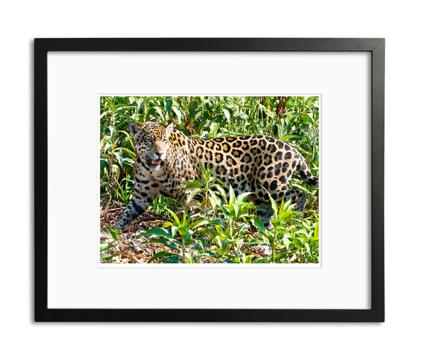 Fierce Cat, Jaguar, Pantanal, Brazil, by Robert Ross