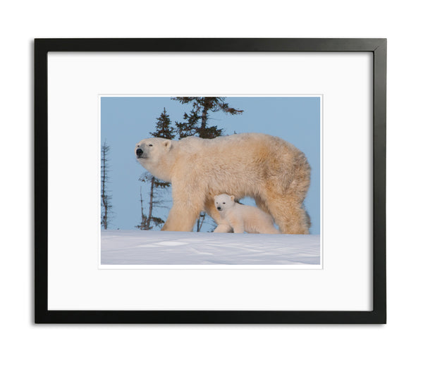 First day out, Polar Bear Cubs, Watchee, Canada, by Robert Ross