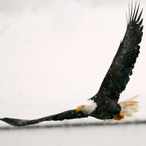 Flying Low, Bald Eagle, Haines, Alaska, by Robert Ross