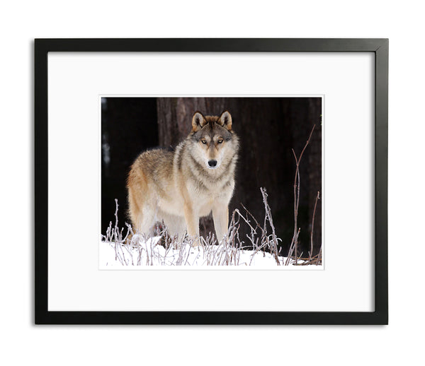 Beautiful Gray Wolf, Alaska, by Robert Ross