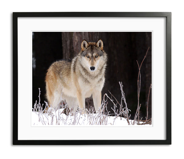 Beautiful Gray Wolf, Alaska, by Robert Ross