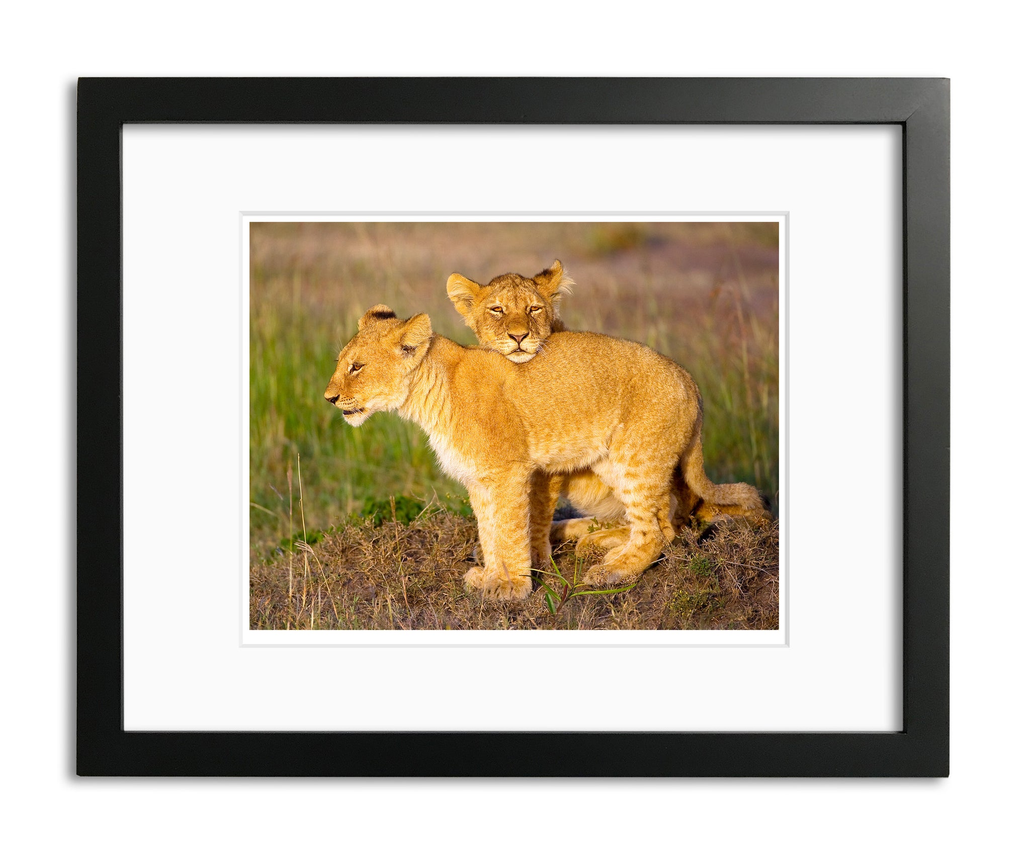 He's Not Heavy He's My Brother, Lion cubs, Tanzania, by Robert Ross