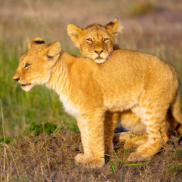 He's Not Heavy He's My Brother, Lion cubs, Tanzania, by Robert Ross