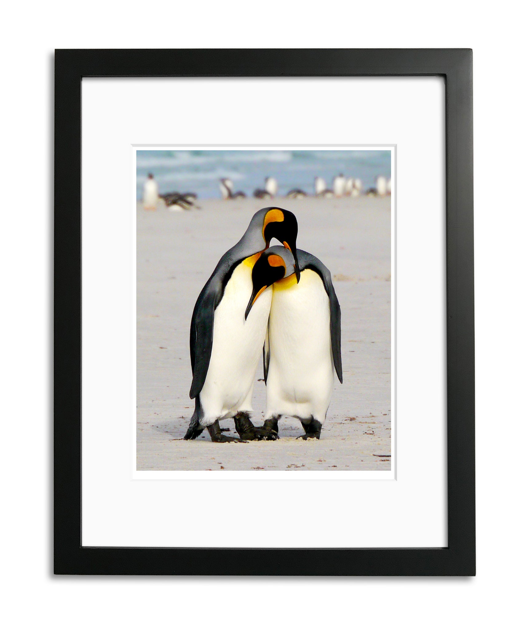 I Love You, King Penguins, Falkland Islands, by Robert Ross