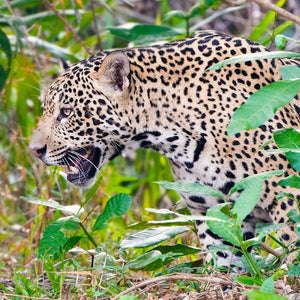 Intense, Jaguar, Pantanal, Brazil, by Robert Ross
