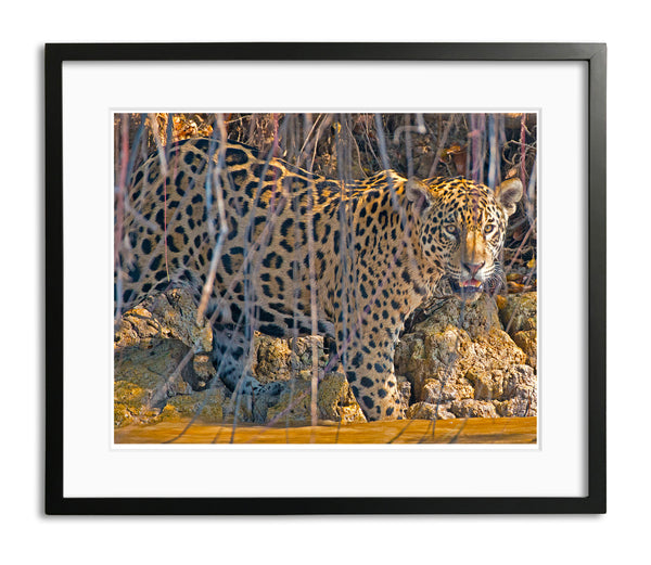 Into the River, Jaguar, Pantanal, Brazil, by Robert Ross