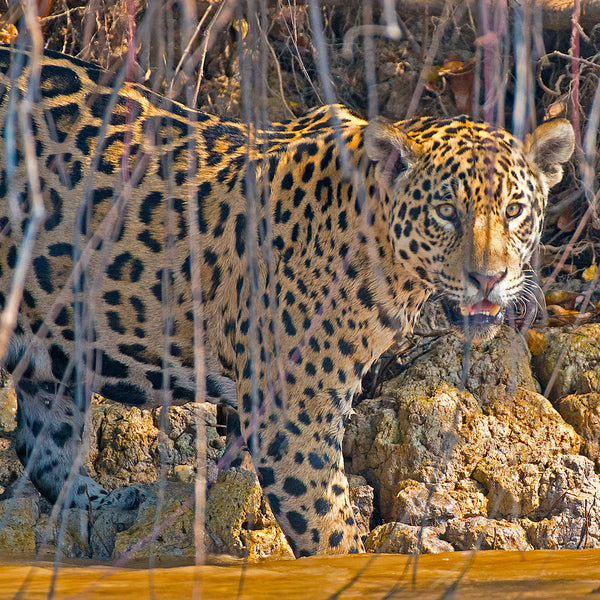Into the River, Jaguar, Pantanal, Brazil, by Robert Ross