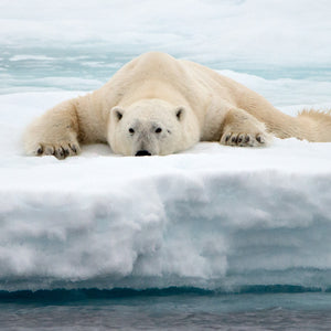 Just a Little Closer, Polar Bear on ice flow in the Arctic, by Robert Ross