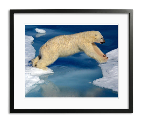Leap of Faith, Polar Bear in the Arctic, by Robert Ross