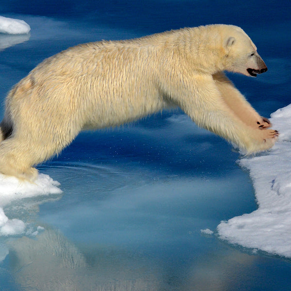 Leap of Faith, Polar Bear in the Arctic, by Robert Ross