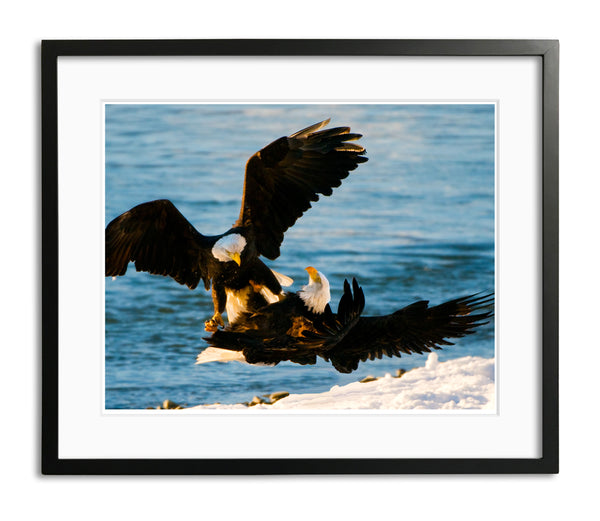 Mating Bald Eagles, Haines, Alaska, by Robert Ross