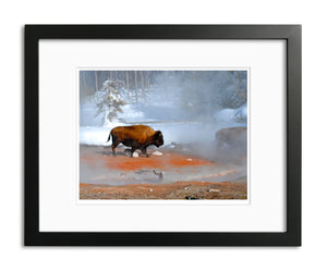 Moment in Time, American Bison, by Robert Ross