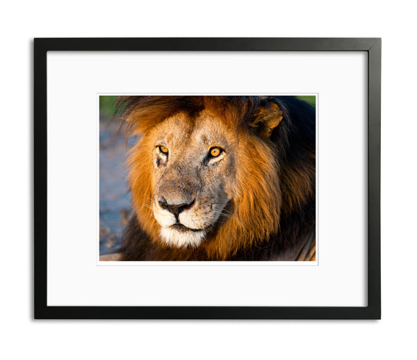 Old Man, Male Lion, Kenya, by Robert Ross