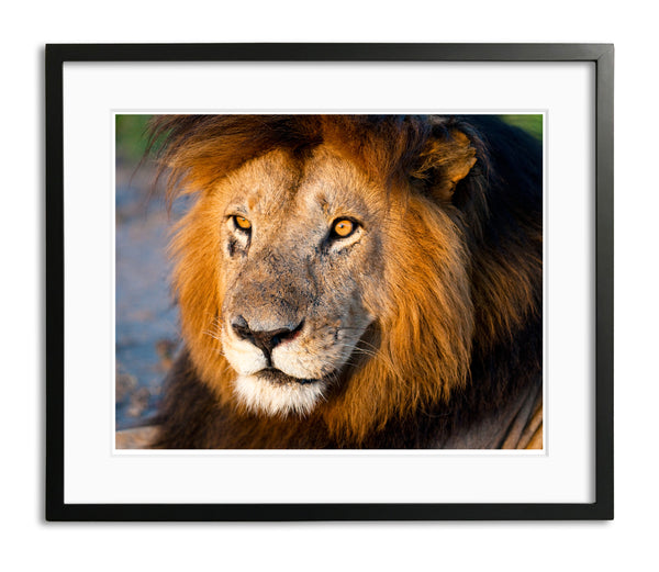 Old Man, Male Lion, Kenya, by Robert Ross